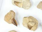 Lot: - Fossil Mosasaur Teeth In Rock - Pieces #77162-2